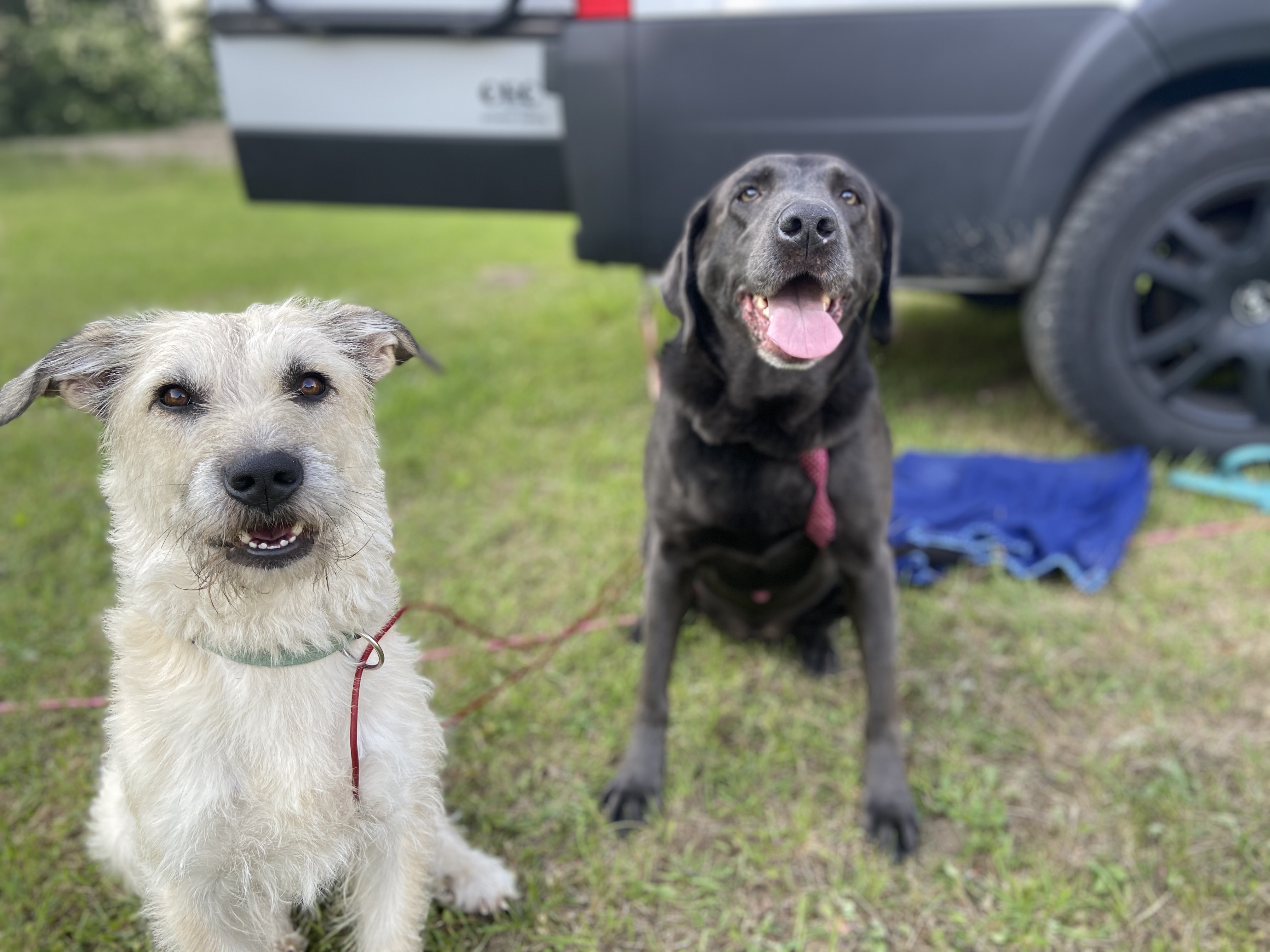 Camping-Zubehör für Urlaub mit dem Hund